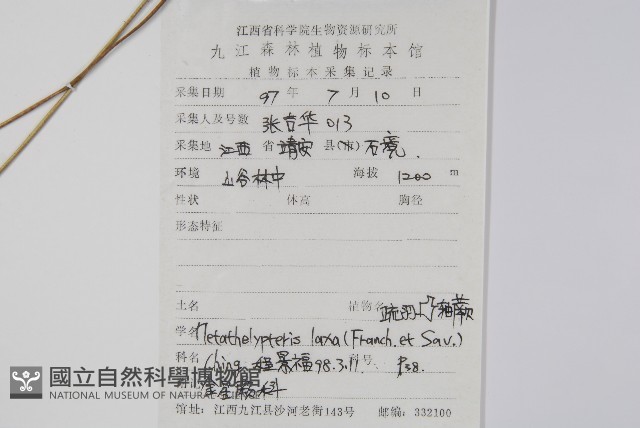 柔葉凸軸蕨藏品圖，第2張