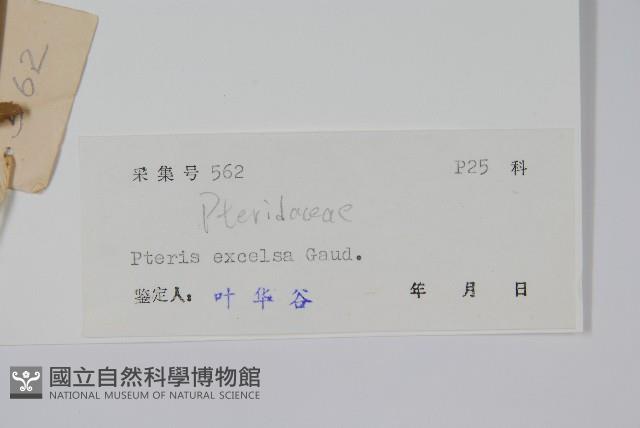 溪鳳尾蕨藏品圖，第2張