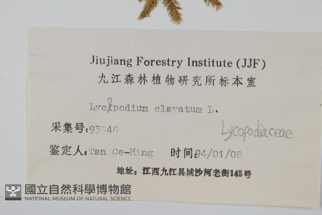 石松藏品圖，第2張