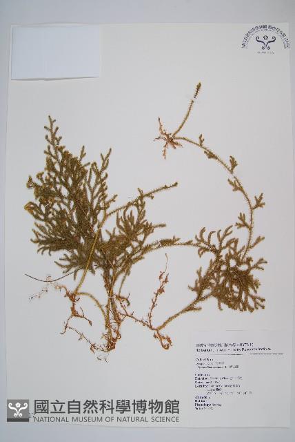 過山龍藏品圖，第1張