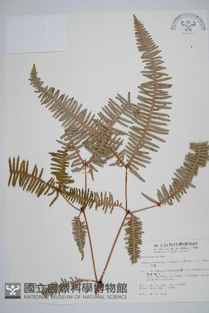 芒萁藏品圖，第1張