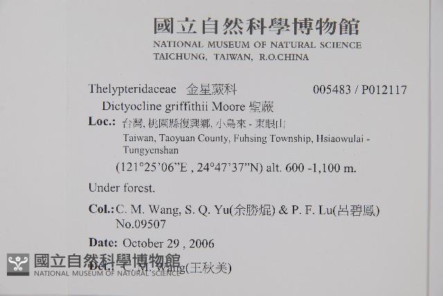 聖蕨藏品圖，第2張