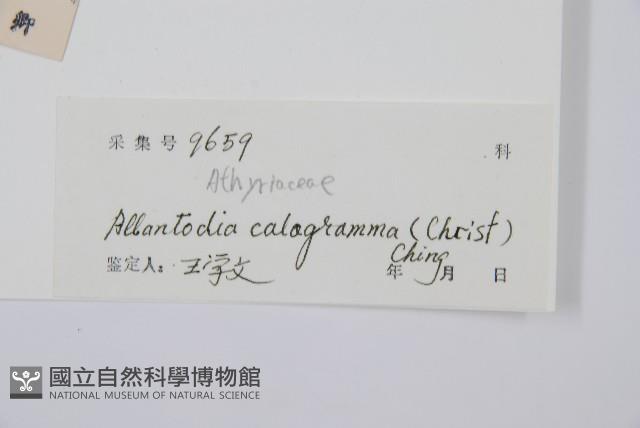 長果短腸蕨藏品圖，第2張