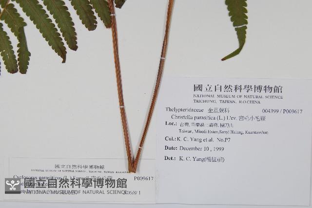 密毛毛蕨藏品圖，第2張