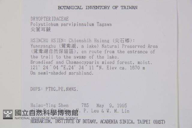 尖葉耳蕨藏品圖，第2張