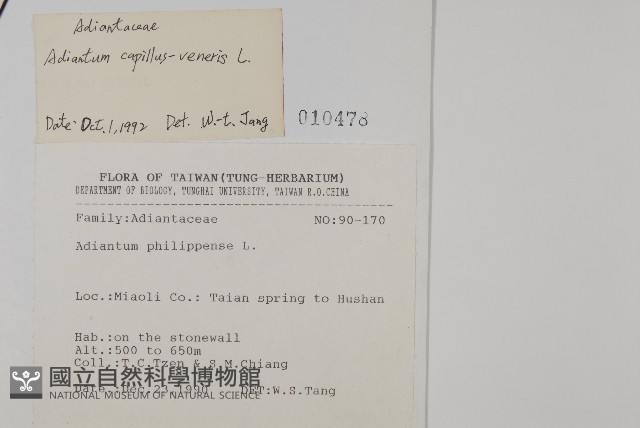 鐵線蕨藏品圖，第2張