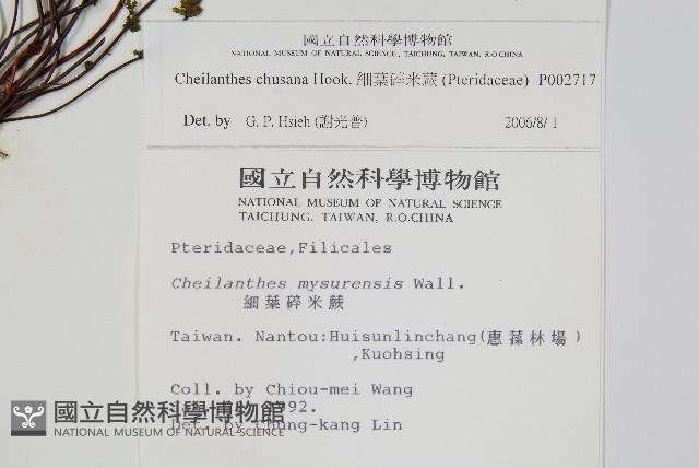 細葉碎米蕨藏品圖，第2張