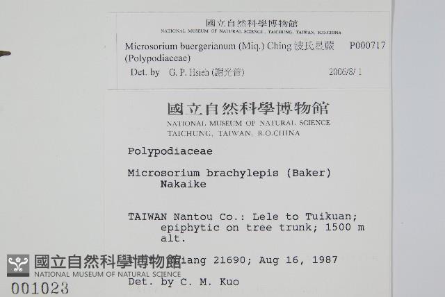 Accession Number:P000717 Collection Image, Figure 2, Total 2 Figures