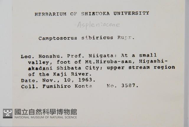 過山蕨藏品圖，第2張