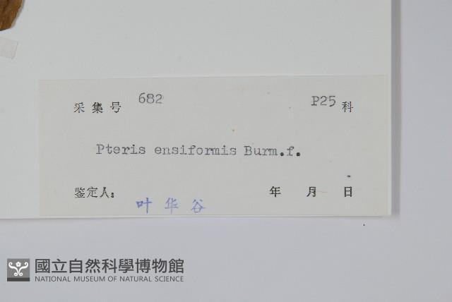 箭葉鳳尾蕨藏品圖，第2張
