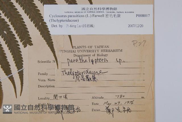 密毛毛蕨藏品圖，第2張