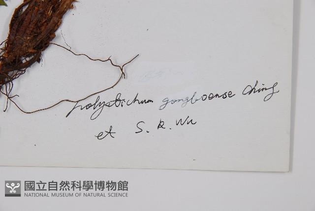 工布耳蕨藏品圖，第2張