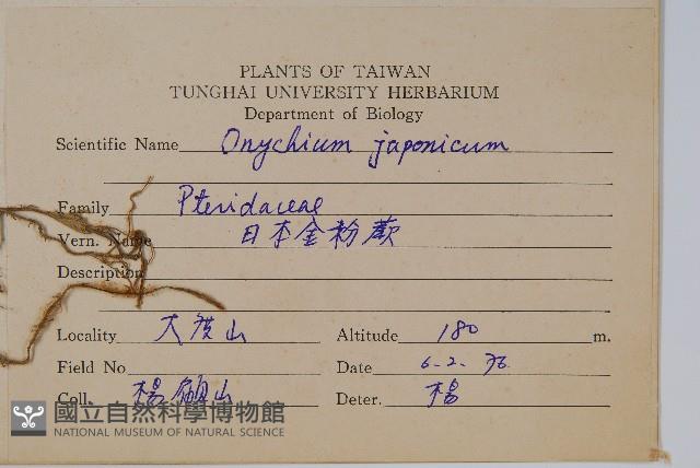 日本金粉蕨藏品圖，第2張