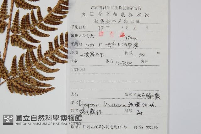 兩色鱗毛蕨藏品圖，第2張