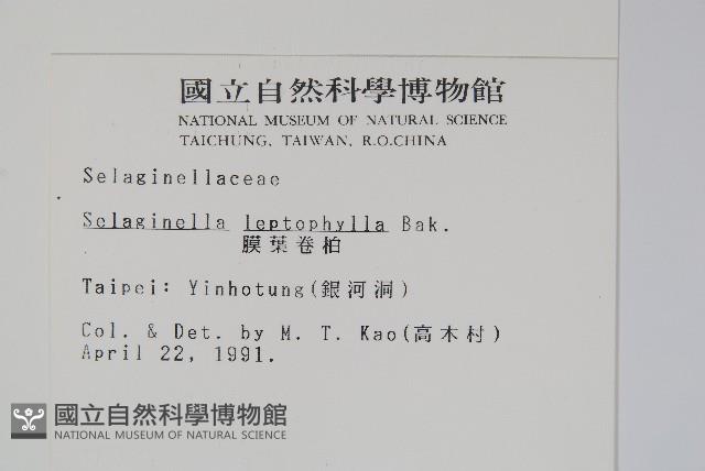 膜葉卷柏藏品圖，第2張