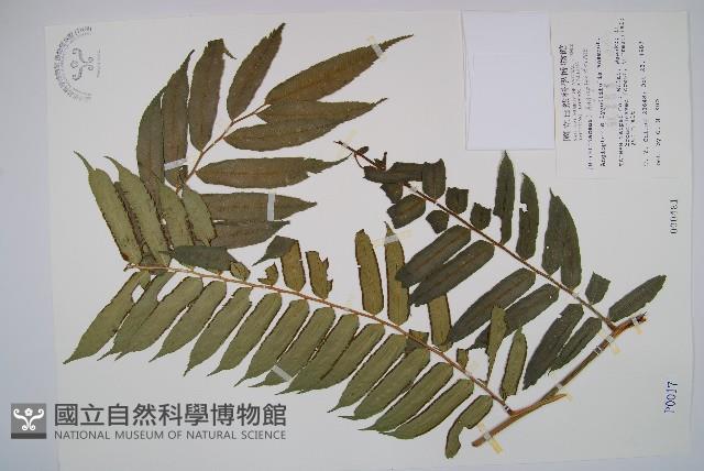 觀音座蓮藏品圖，第1張