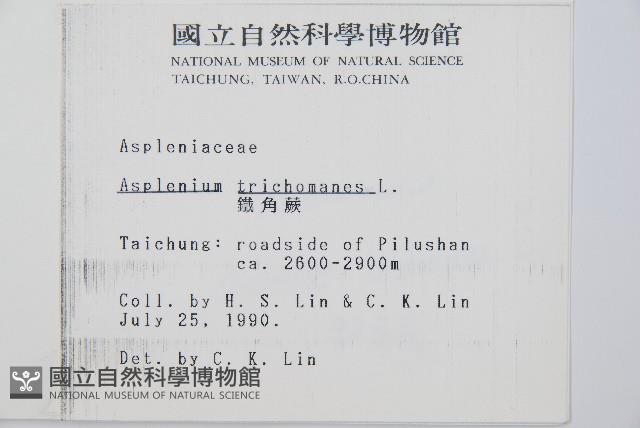 鐵角蕨藏品圖，第2張