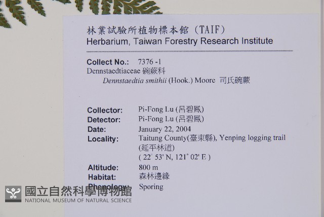 司氏碗蕨藏品圖，第2張