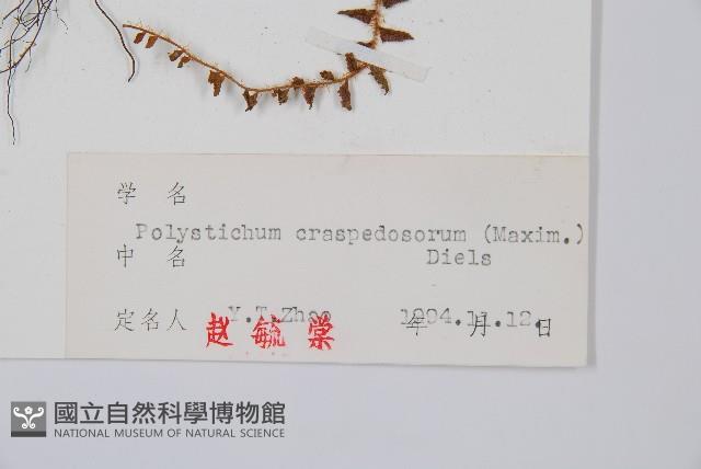 鞭葉耳蕨藏品圖，第2張