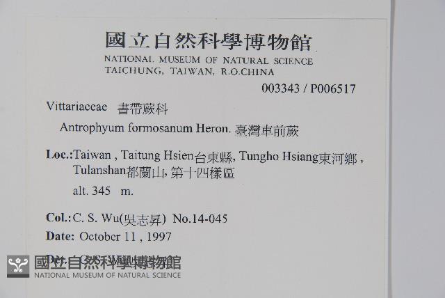 臺灣車前蕨藏品圖，第2張