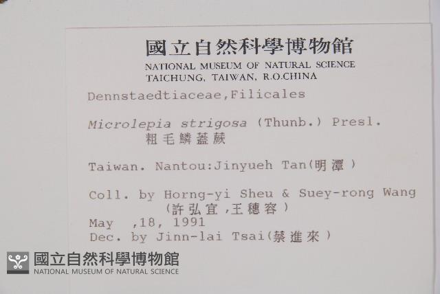 粗毛鱗蓋蕨藏品圖，第2張