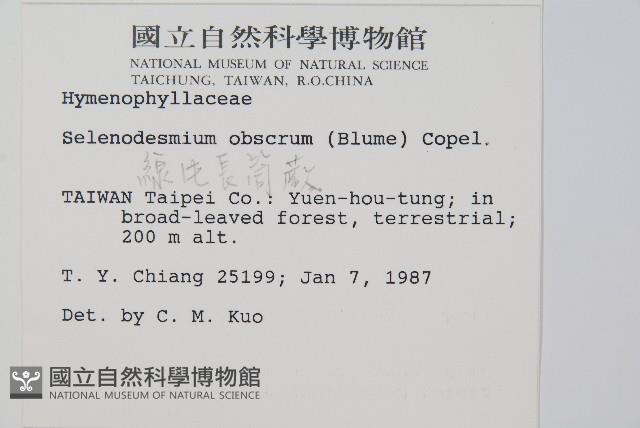 線片長筒蕨藏品圖，第2張