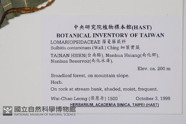 細葉實蕨藏品圖，第2張