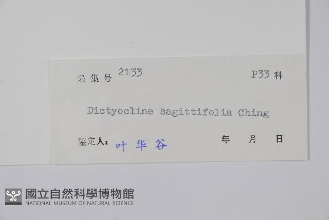 戟葉聖蕨藏品圖，第2張