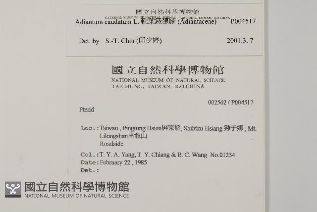 鞭葉鐵線蕨藏品圖，第2張