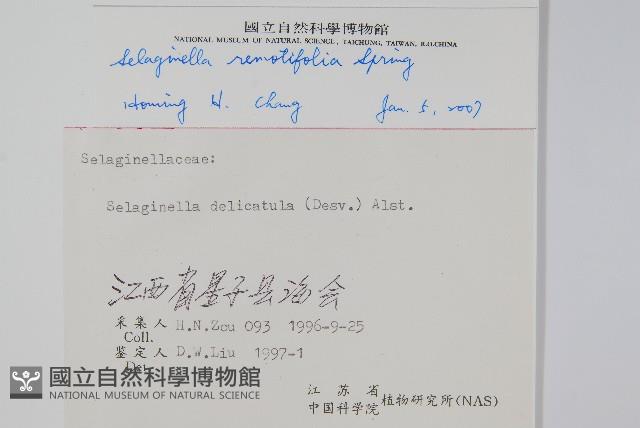 疏葉卷柏藏品圖，第2張