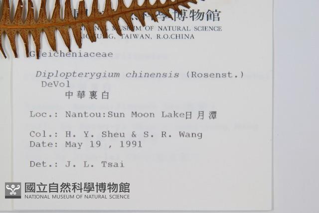 中華裡白藏品圖，第2張