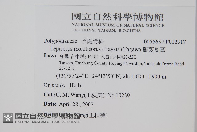 擬芨瓦葦藏品圖，第2張