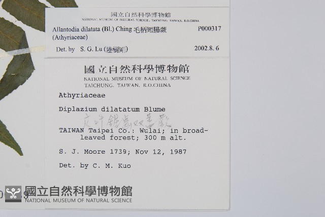 毛柄短腸蕨藏品圖，第2張