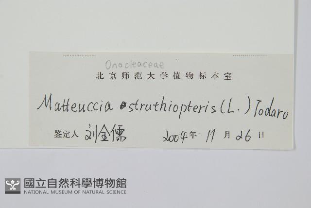 莢果蕨藏品圖，第2張