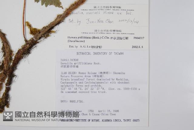 海州骨碎補藏品圖，第2張