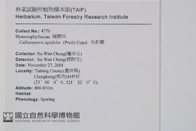 毛桿蕨藏品圖，第2張