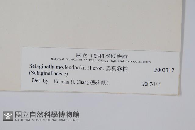 異葉卷柏藏品圖，第2張