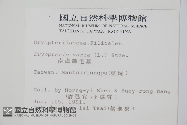 南海鱗毛蕨藏品圖，第2張