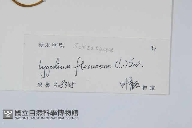 曲軸海金沙藏品圖，第2張