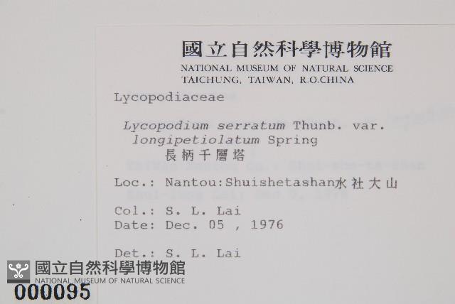 長柄千層塔藏品圖，第2張