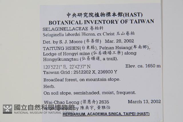 玉山卷柏藏品圖，第2張
