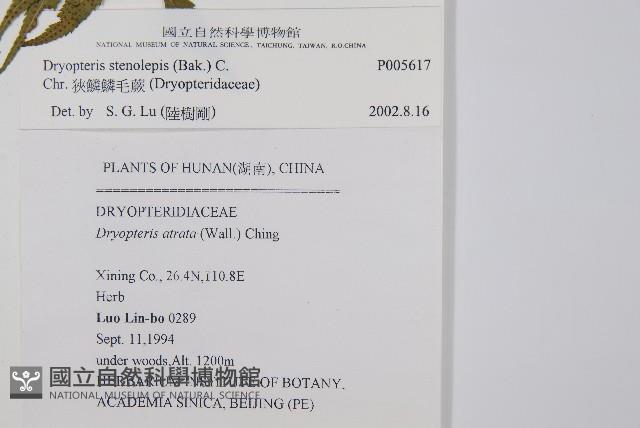 狹鱗鱗毛蕨藏品圖，第2張