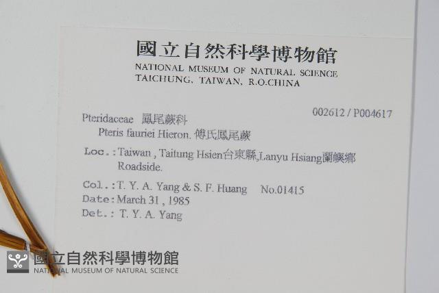 傅氏鳳尾蕨藏品圖，第2張