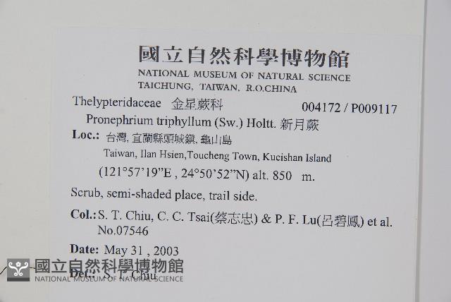 新月蕨藏品圖，第2張