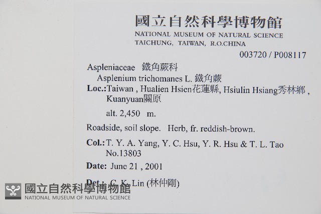 鐵角蕨藏品圖，第2張
