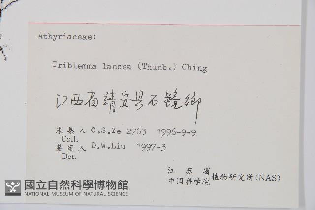 單葉雙蓋蕨藏品圖，第5張