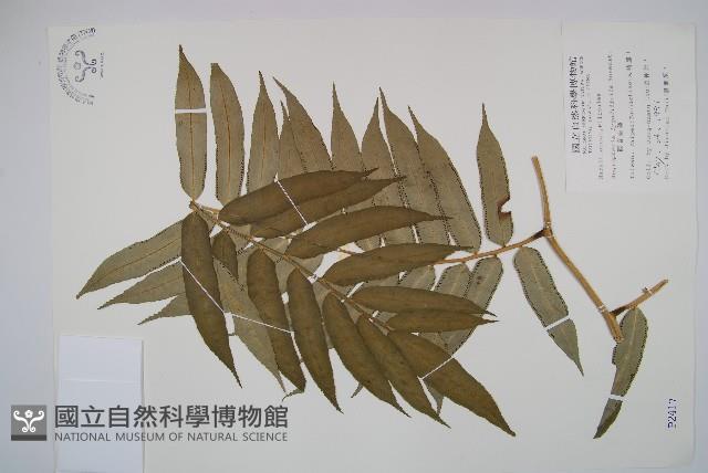 觀音座蓮藏品圖，第1張