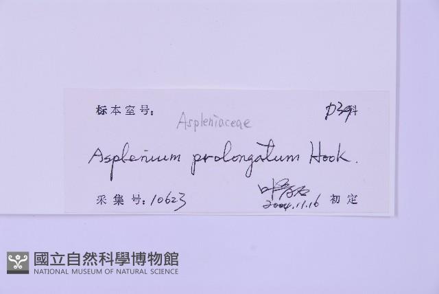 長生鐵角蕨藏品圖，第2張