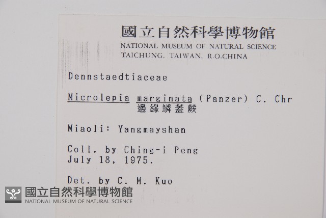 邊緣鱗蓋蕨藏品圖，第2張