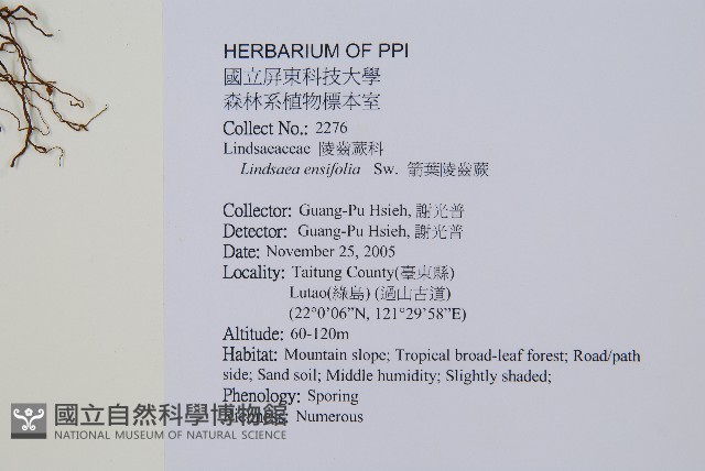 箭葉鱗始蕨藏品圖，第2張
